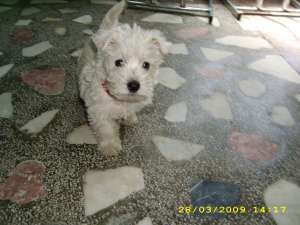 vand pui westie