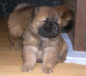 pui chow chow de vanzare
