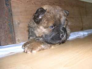 pui chow chow de vanzare