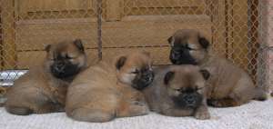 pui chow chow de vanzare