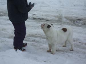 De vinzare bulldog englez