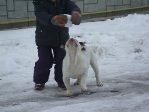 De vinzare bulldog englez