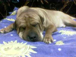 Ofer mascult shar pei pt monta