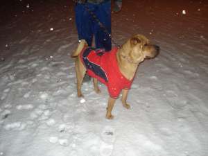 Ofer mascult shar pei pt monta