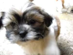shi-tzu , yorkshire , caniche si bichon bolognese