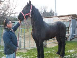 friese