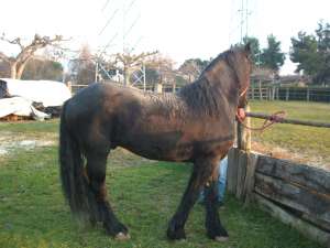 friese
