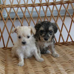 vand pui caniche - bichon