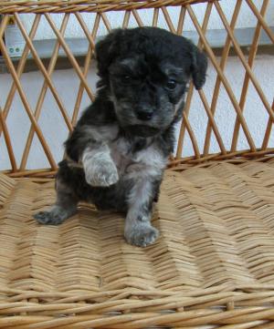 vand pui caniche - bichon