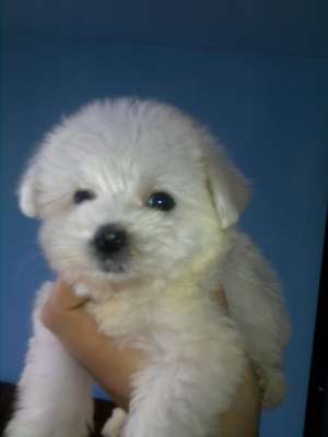 BICHON MALTEZ ALBI TALIE MICA