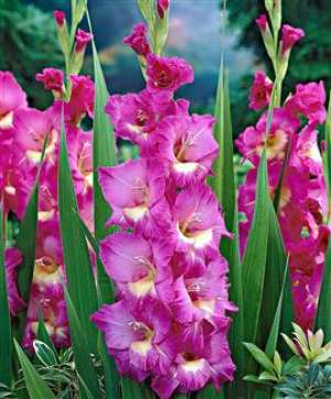vand bulbi gladiole import olanda