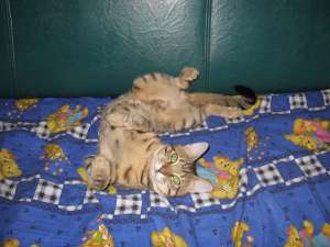 Ofer motan spre adoptie