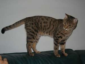 Ofer motan spre adoptie