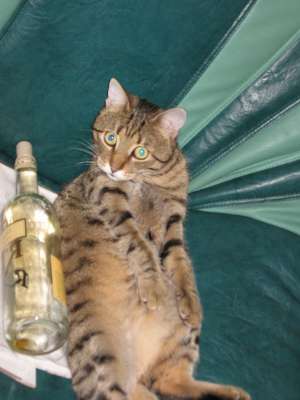 Ofer motan spre adoptie