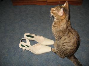 Ofer motan spre adoptie