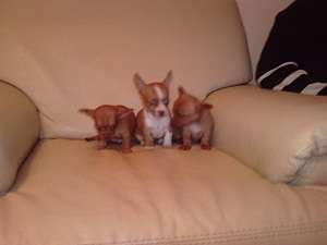 chiuhuahua