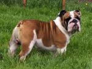 cumapar catel de buldog englez cu sau far pedigri ofer pana la 300 eur