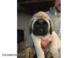 cumpar catel de mastiff englez cu sau fara pedigree ofer pana la 300 eu