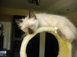 Vand pisica Ragdoll !