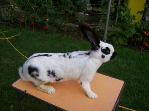 vand iepuri