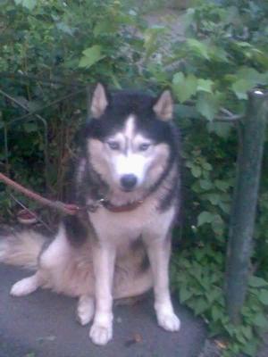 vand pui husky superbi