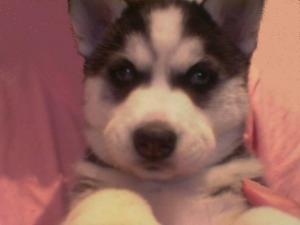 vand pui husky superbi