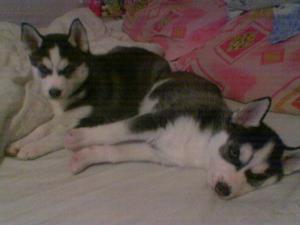 vand pui husky superbi