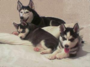 vand pui husky superbi