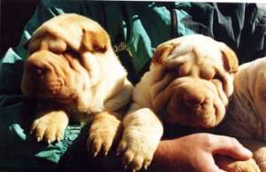 Shar-pei pappy