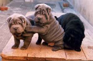 Shar-pei pappy
