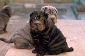 Shar-pei pappy