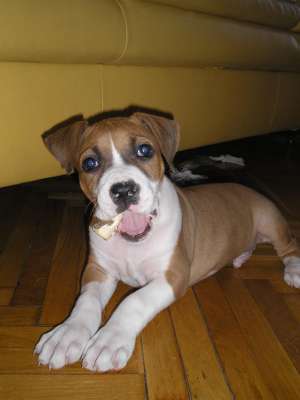 Vand pui amstaff