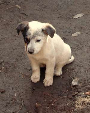 doi puisori scumpi si dulci spre adoptie