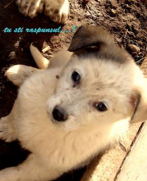 doi puisori scumpi si dulci spre adoptie