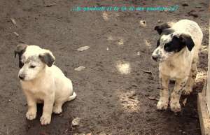 doi puisori scumpi si dulci spre adoptie