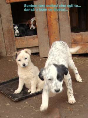 doi puisori scumpi si dulci spre adoptie
