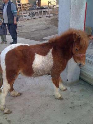 Ofer pentru monta armasar ponei de 2,  5 ani. Loc Soimi nr29,  jud Bihor. Mai multe informatii la nr
