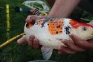 vand crapi japonezi / koi in arad