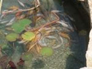 vand crapi japonezi / koi in arad