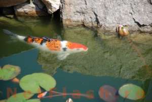 vand crapi japonezi / koi in arad