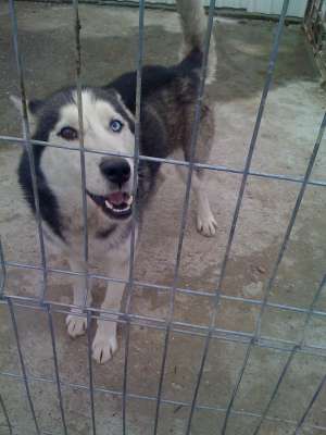 schimb mascul husky adult