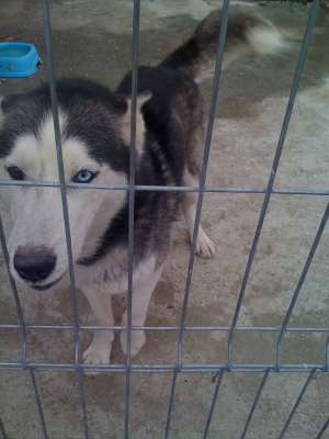 schimb mascul husky adult