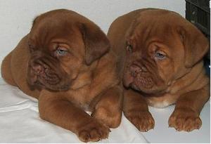 Crescator Vand pui Dog De Bordeaux