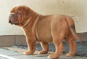 Crescator Vand pui Dog De Bordeaux