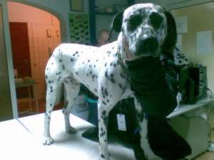 gasit dalmatian mascul
