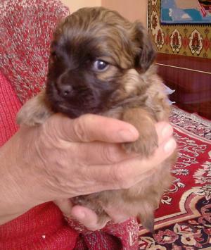 Vand pui de caniche cu pekinez