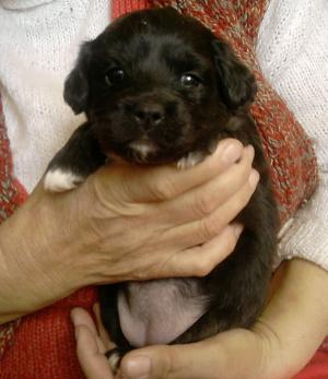 Vand pui de caniche cu pekinez
