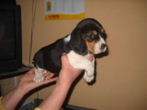 beagle tricolor