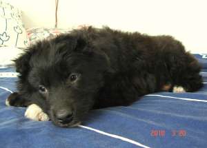 Pami pui metis ciobanesc 2 luni spre adoptie