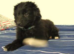 Pami pui metis ciobanesc 2 luni spre adoptie